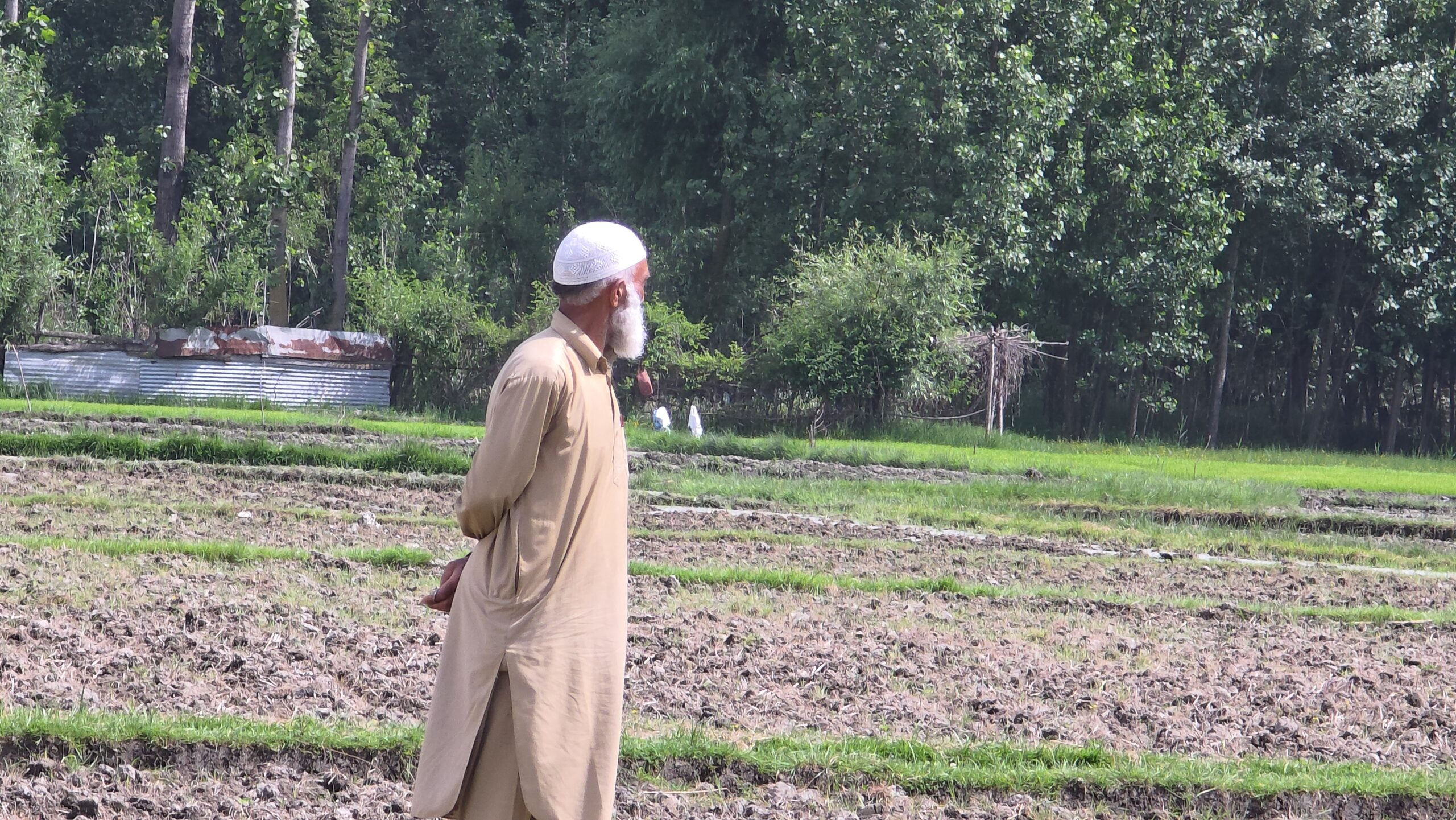 Shortage of Water in Paddy Fields: People of Saloora Ganderbal Suffer